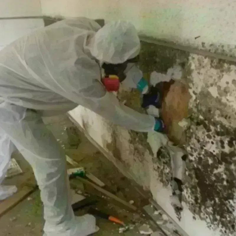 Mold Remediation and Removal in LaMoure County, ND